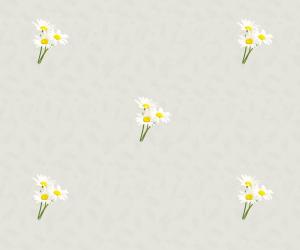 Chamomile 1623